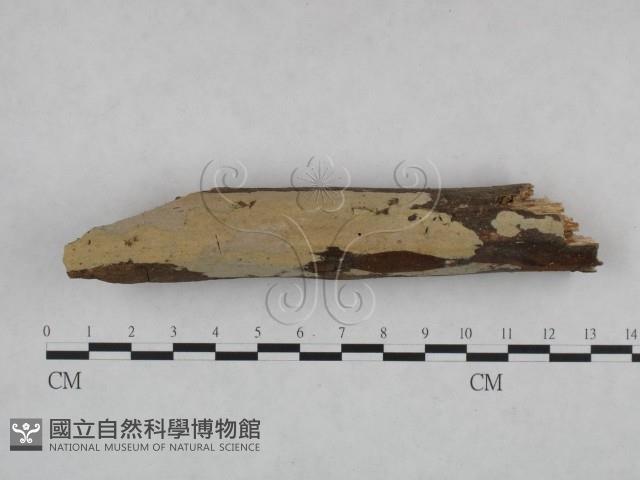 登錄號:F0021772藏品圖，第1張