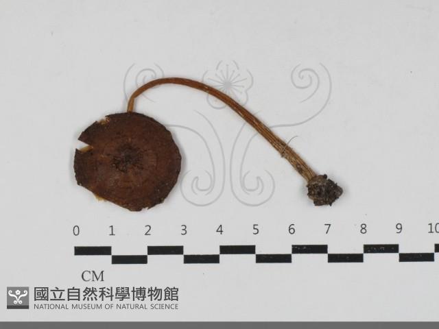 登錄號:F0031772藏品圖，第1張