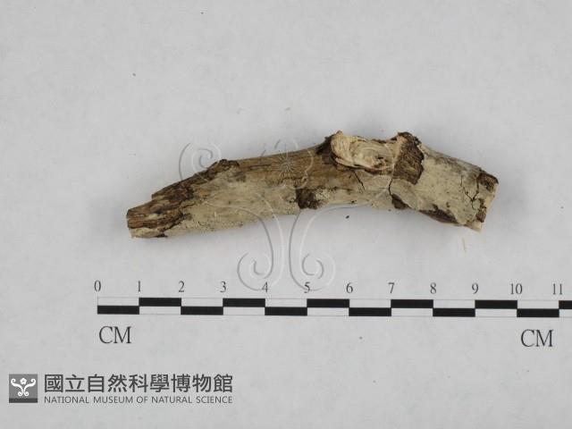 登錄號:F0024772藏品圖，第1張