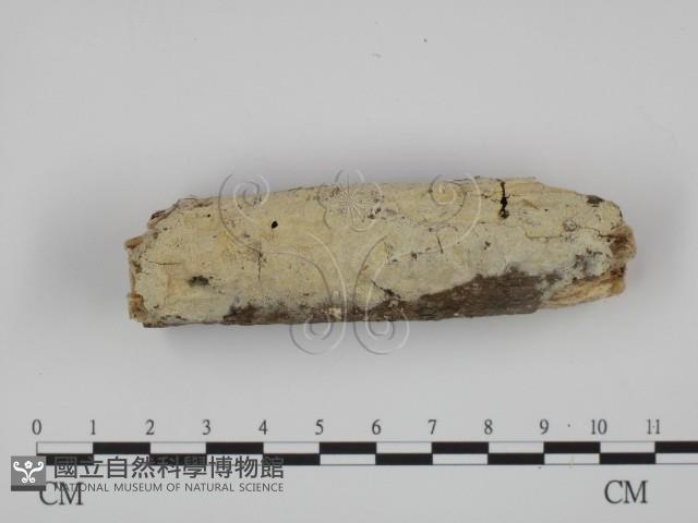 登錄號:F0014772藏品圖，第1張
