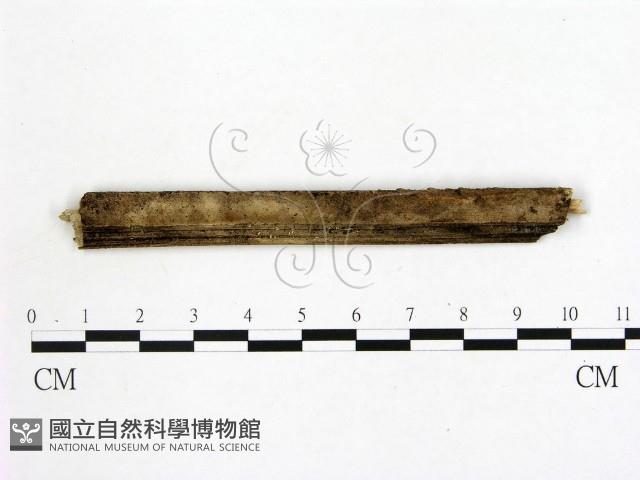 登錄號:F0002772藏品圖，第1張