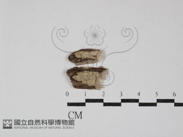 登錄號:F0012772藏品圖，第1張