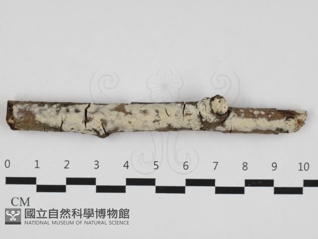 絲齒菌屬藏品圖，第1張