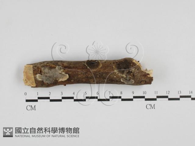 登錄號:F0027772藏品圖，第1張