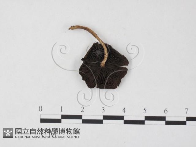 登錄號:F0025772藏品圖，第1張