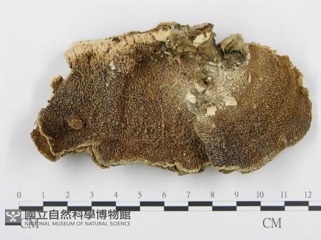 登錄號:F0005772藏品圖，第1張