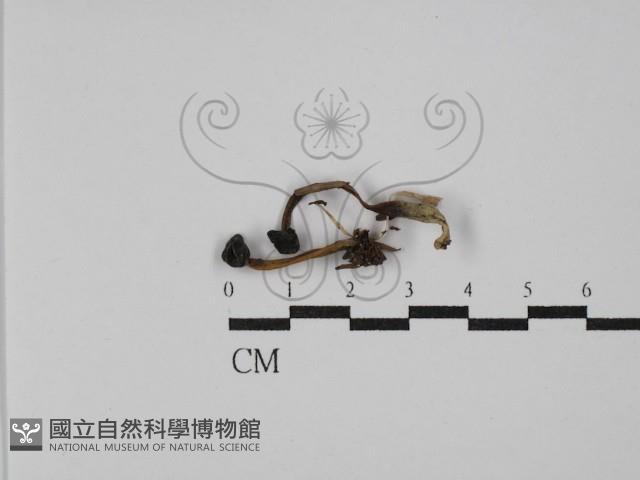 登錄號:F0029772藏品圖，第1張