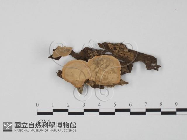 登錄號:F0009772藏品圖，第1張