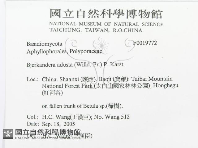 煙管菌藏品圖，第3張