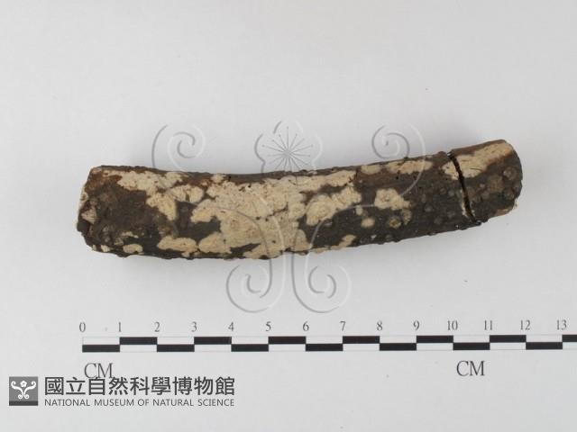 登錄號:F0023772藏品圖，第1張