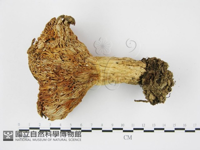 登錄號:F0003772藏品圖，第1張