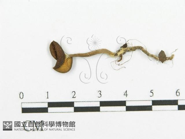登錄號:F0013772藏品圖，第1張