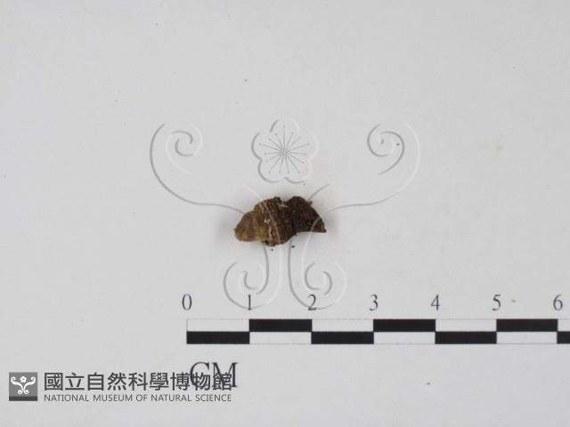 登錄號:F0010572藏品圖，第1張