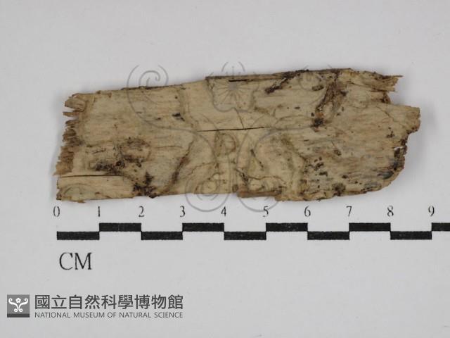 登錄號:F0030572藏品圖，第1張