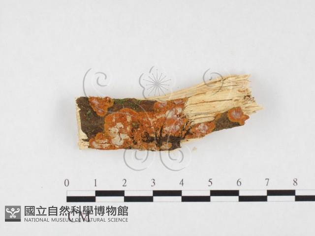 登錄號:F0026572藏品圖，第1張