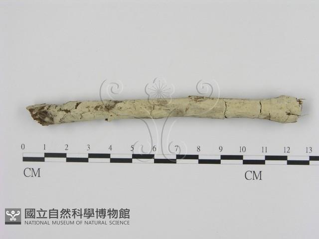 剛毛絲皮菌藏品圖，第1張