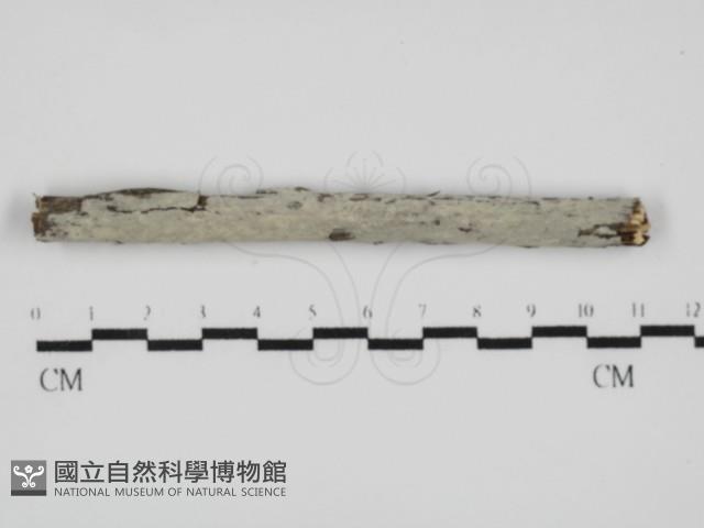 登錄號:F0031572藏品圖，第1張