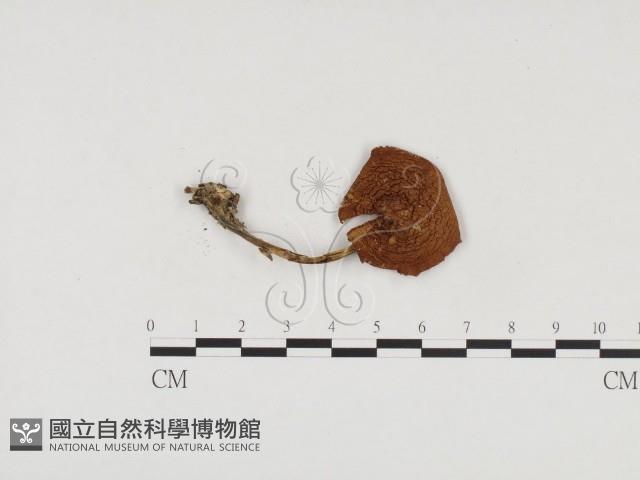 登錄號:F0024572藏品圖，第1張
