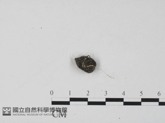登錄號:F0004572藏品圖，第1張