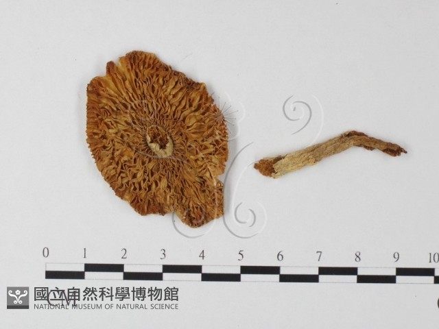 鵝膏屬藏品圖，第1張