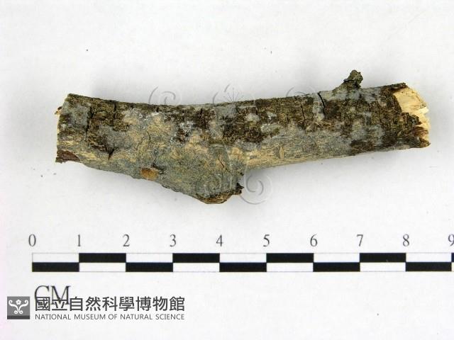 刺皮菌屬藏品圖，第1張
