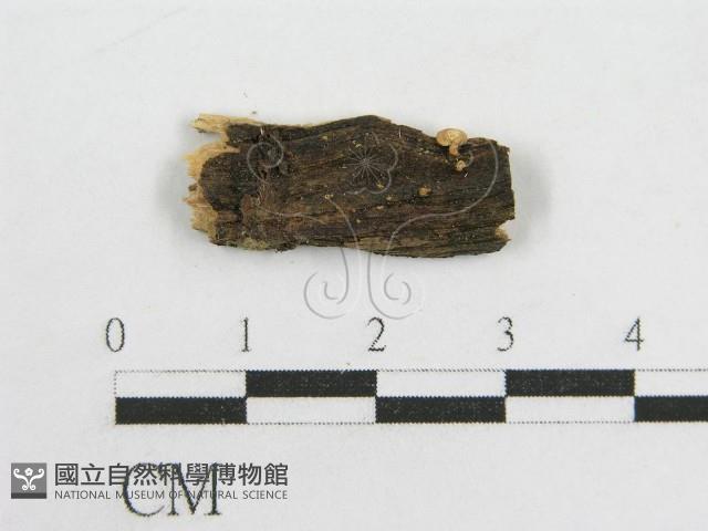 登錄號:F0012572藏品圖，第1張