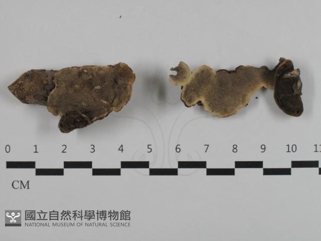 登錄號:F0032572藏品圖，第1張