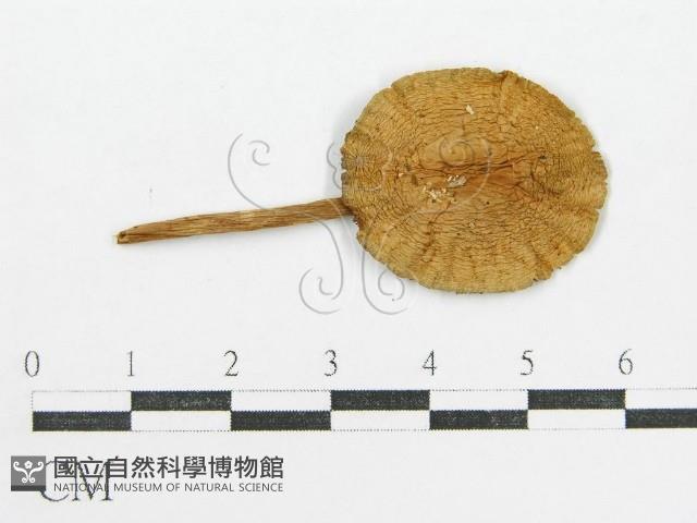 登錄號:F0007572藏品圖，第1張