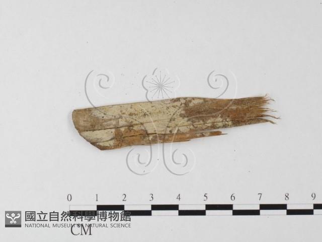 絲皮菌屬藏品圖，第1張