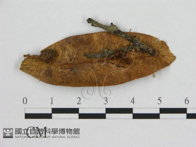 小皮傘屬藏品圖，第1張