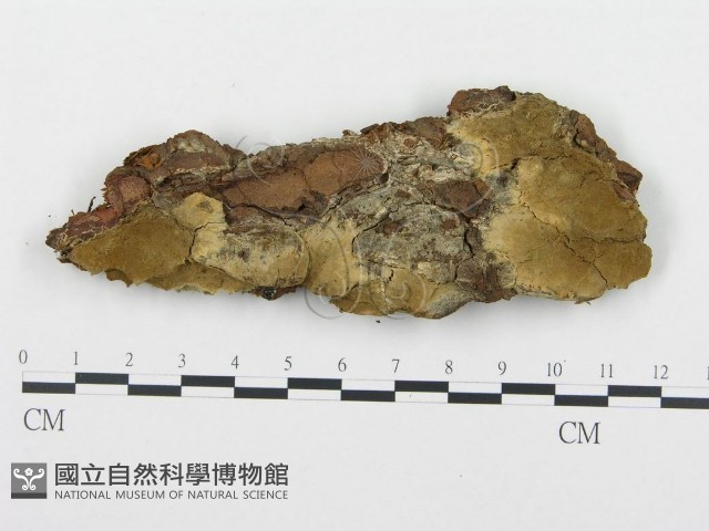 登錄號:F0009572藏品圖，第1張