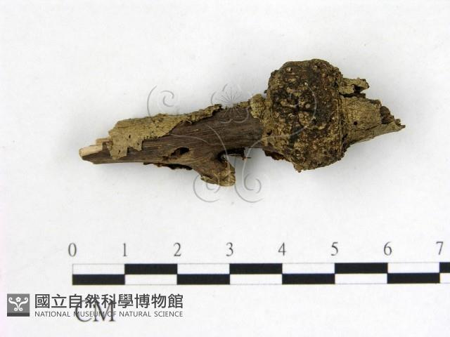 登錄號:F0019572藏品圖，第1張