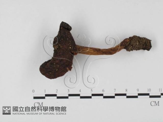 登錄號:F0023572藏品圖，第1張