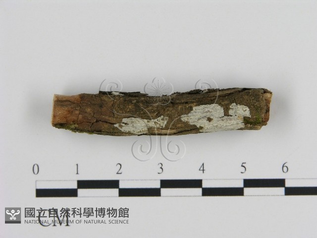 絲皮菌屬藏品圖，第1張