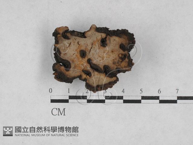 登錄號:F0028172藏品圖，第1張