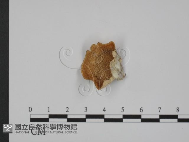 登錄號:F0008172藏品圖，第1張
