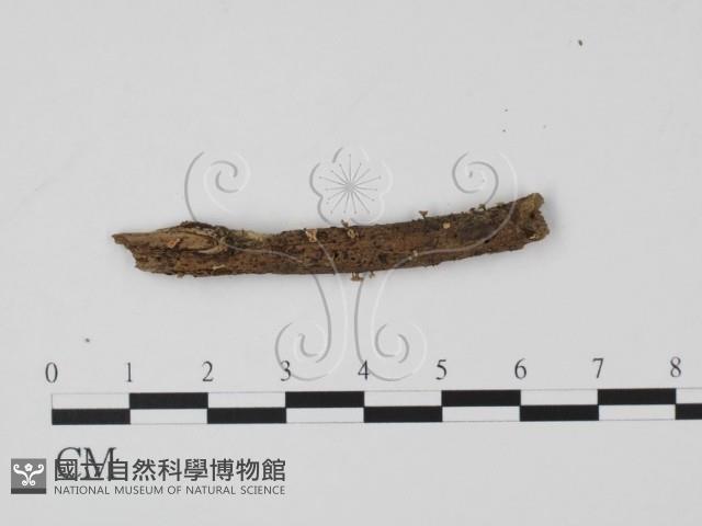 登錄號:F0020172藏品圖，第1張