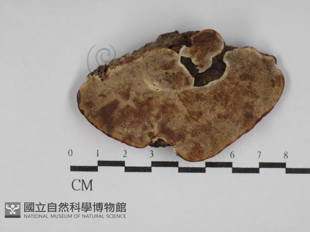 靈芝屬藏品圖，第1張