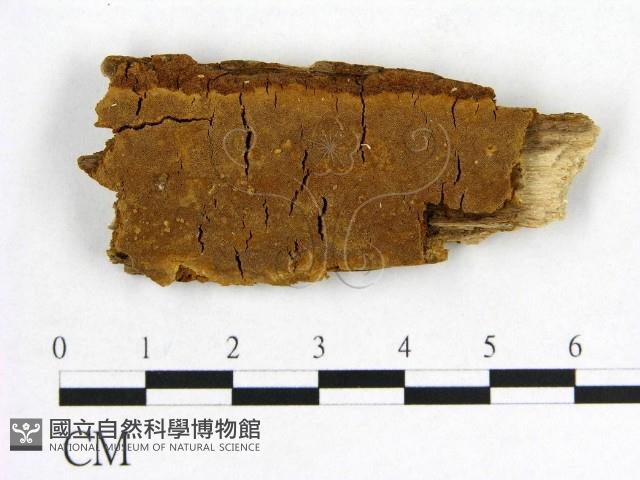 登錄號:F0006172藏品圖，第1張