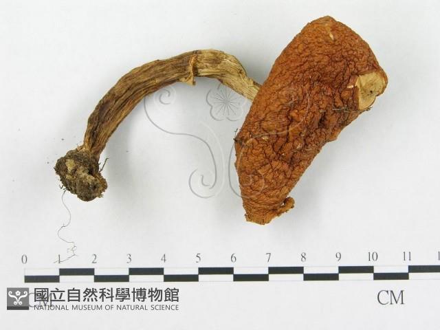 登錄號:F0016172藏品圖，第1張