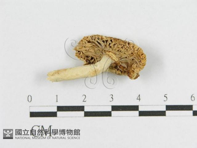 登錄號:F0011172藏品圖，第1張