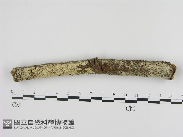 剛毛絲皮菌藏品圖，第1張