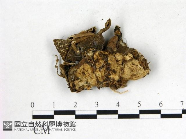 登錄號:F0014172藏品圖，第1張