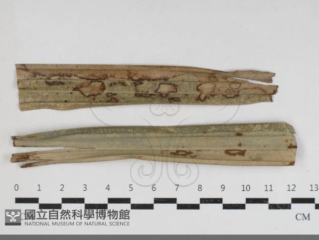 登錄號:F0034172藏品圖，第1張