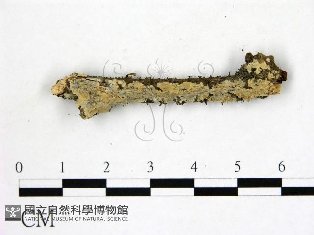 登錄號:F0022172藏品圖，第1張