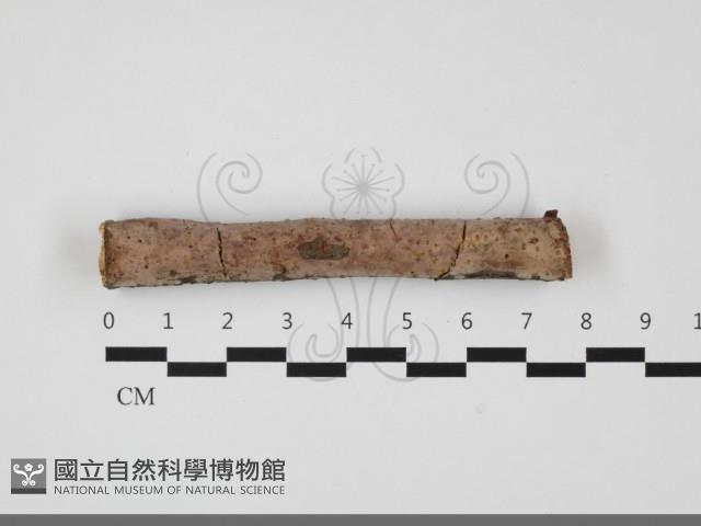 登錄號:F0032172藏品圖，第1張