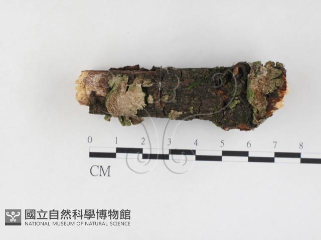 附毛菌屬藏品圖，第1張