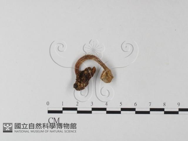 登錄號:F0005172藏品圖，第1張