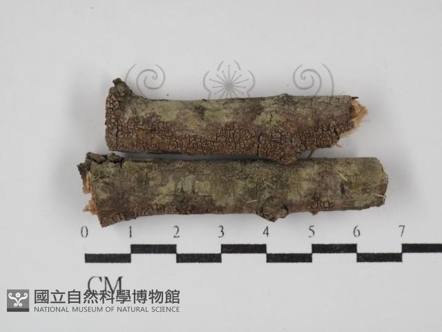 登錄號:F0015172藏品圖，第1張