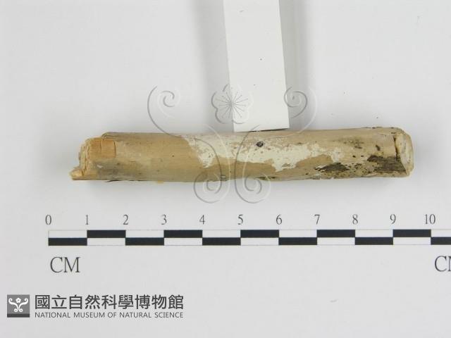 登錄號:F0009172藏品圖，第1張